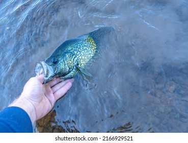 Big crappie caught from a kayak, summer leisure activity.