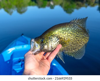 Big crappie caught from a kayak, summer leisure activity.