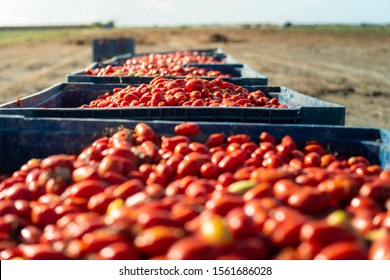 Big crates with tomatoes. Farm for growing tomatoes for canning industry.