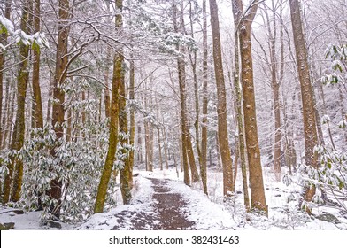 The Big Creek Trail In The Smoky Mountains During A Spring Snow