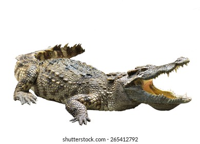 Crocodile Sur Fond Blanc Crocodile Sur Photo De Stock Modifiable