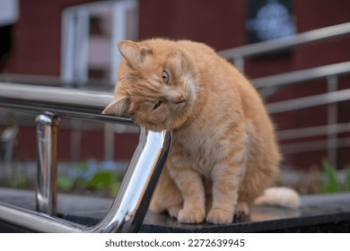 Big cute fluffy fat street male red tabby cat is sitting on tiles in funny pose with the head tilted to the chrome-plated handrail and blurred background