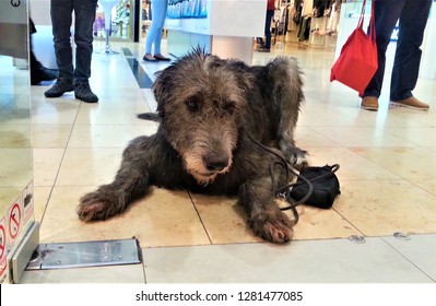 A Big Cute Irish Wolfhound Waiting In The Shopping Mall In Front Of A Shop, Life With Pets, Patient And Loyal Dog, Elegant Breed - Greyhound, Best Friend, Sad Animal, Life In The City, Walking Dogs