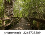 Big Cypress Bend Boardwalk winds through the Fakahatchee Strand Swamp and ends at an alligator pond and observation deck in Naples, FL 
