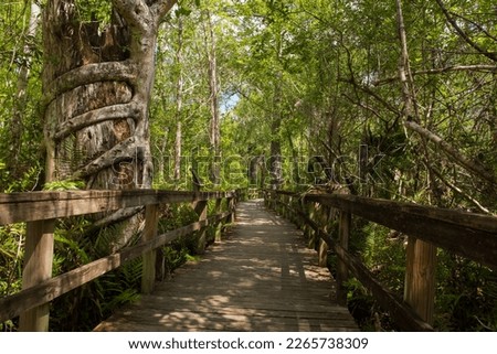 Big Cypress Bend Boardwalk winds through the Fakahatchee Strand Swamp and ends at an alligator pond and observation deck in Naples, FL 
