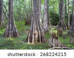 Big Cypress National Preserve Florida