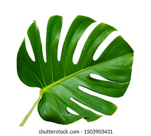 Big Dark Green Leaf Monstera Plant Stock Photo 1503903431 | Shutterstock