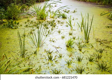 Big Data, Data Lake Illustration. Data Mining Concept. Swamp Marsh Bog Natural View Quagmire Morass Mire With Duck.