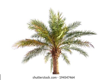 Big Date Palm Tree Isolated On White Background