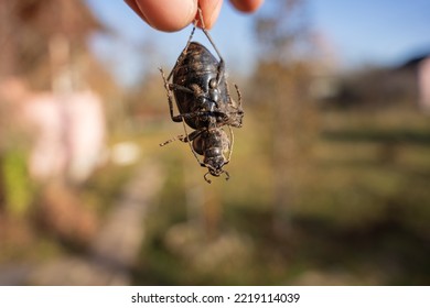 A Big Dead Black Beetle