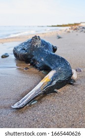 A Big Dead Black Cormorant Sea Bird Washed Up On A Polluted Beach, After An Oil Spill In The Sea. Marine Birds Eating Fish That Have Digested Plastic, Poisoning And Killing Marine Wildlife. 