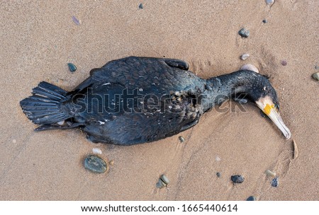 A big dead black cormorant sea bird washed up on a polluted beach, after an oil spill in the sea. Marine birds eating fish that have digested plastic, poisoning and killing marine wildlife.  Stock photo © 
