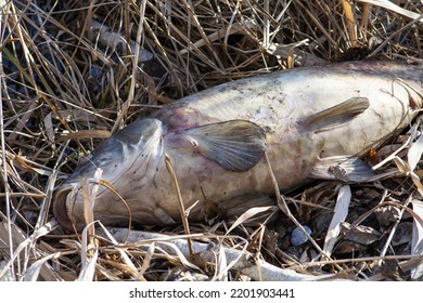 Big Dead Fish At The Shore Of The Lake In Reeds. 