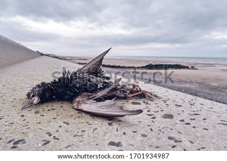 A big dead sea bird washed up on a step on a polluted beach, after an oil spill in the sea. Marine birds eating fish that have digested plastic, poisoning and killing marine wildlife.  Stock photo © 