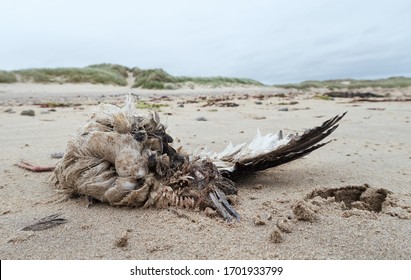 A Big Dead Seagull Bird Washed Up On A Polluted Beach, After An Oil Spill In The Sea. Marine Birds Eating Fish That Have Digested Plastic, Poisoning And Killing Marine Wildlife 