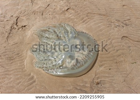 Big disc jellyfish on the beach
