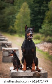 how big are doberman pinschers