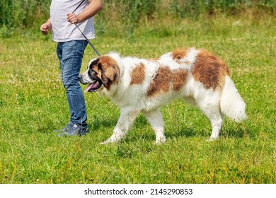 Big dog breed moscow watchdog near the owner in the park on a walk