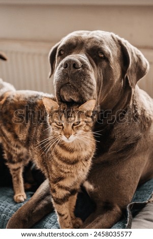 Big dog Cane Corso and cat are friends