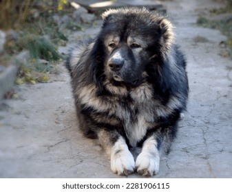 big dog Caucasian Shepherd Dog