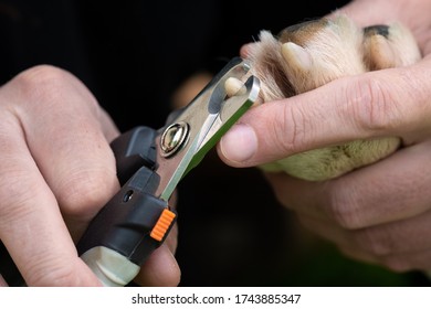 Big Dog Claw Cutting With Scissors Closeup Two Hands