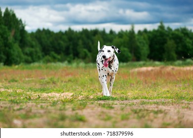 Big Dog Dalmatian Playing And Having Fun While Running On Field In Cloudy Day.