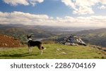A big dog enjoying the view of Langdale Valley, National Park in North West England.