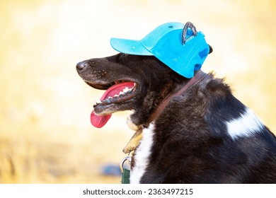 A big dog in a funny hat walks in the park. Funny animals, holiday for pets. - Shutterstock ID 2363497215