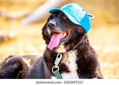 A big dog in a funny hat walks in the park. Funny animals, holiday for pets. - Shutterstock ID 2363497217