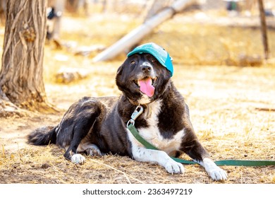 A big dog in a funny hat walks in the park. Funny animals, holiday for pets. - Shutterstock ID 2363497219
