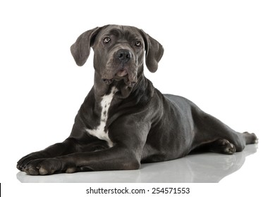 Big Dog Isolated On White