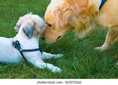 Big Dog Laid His Head On Small Dog