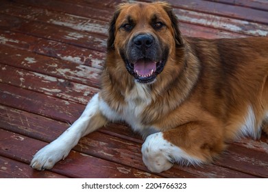 Big Dog Laying Down Smiling