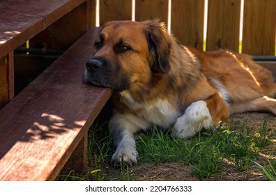 Big Dog Laying His Head Down