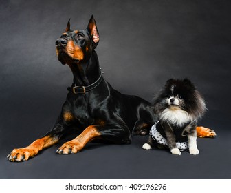 Big Dog And Little Dog (Doberman Pinscher And Teacup Pomeranian)  #2