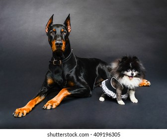 Big Dog And Little Dog (Doberman Pinscher And Teacup Pomeranian)  #3