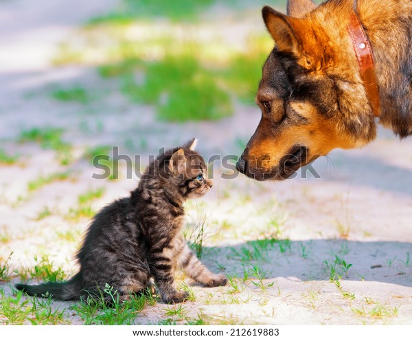 Big Dog Little Kitten Looking Each Stock Photo 212619883 | Shutterstock