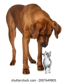 Big Dog Looking To A Little Cat Isolated On White Background Looking To The Camera