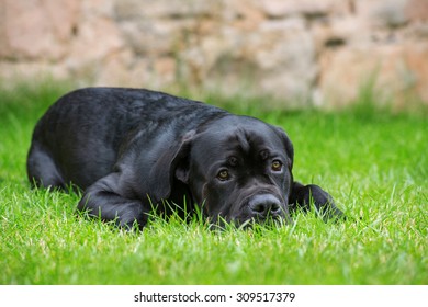 Big dog lying in a meadow