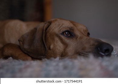 Big Dog Lying On The Bed Looking Off Into The Next Room. 