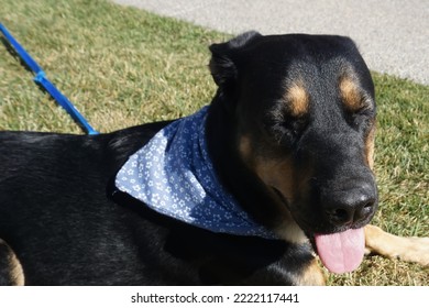 Big Dog Napping On Grass Playing Outside Tongue Out Sunshine Green Grass Blue Leash Summer Fun Outside Time Park Play Tanning Sunny Front Yard Home Pet Family Big Large Adopted Black Dog Rottweiler 