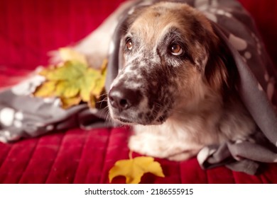 Big Dog On The Sofa And Autumn Leafs