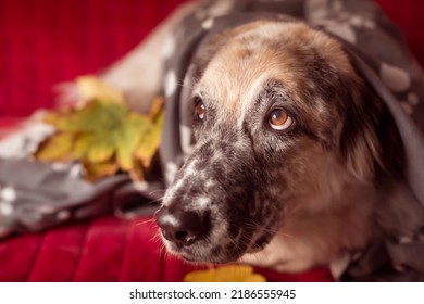 Big Dog On The Sofa And Autumn Leafs