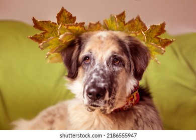 Big Dog On The Sofa And Autumn Leafs