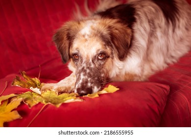 Big Dog On The Sofa And Autumn Leafs