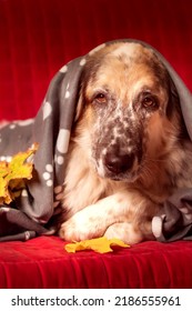 Big Dog On The Sofa And Autumn Leafs