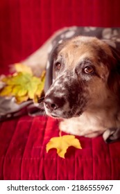 Big Dog On The Sofa And Autumn Leafs