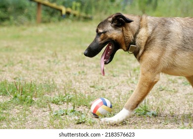 Big Dog Playing Ball On Grass