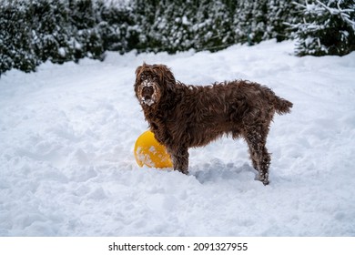 A Big Dog Is Playing With A Big Ball In Winter In The Deep Snow