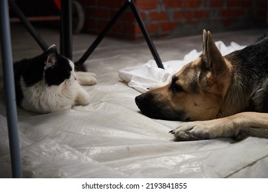 Big Dog Shepherd And Black Cat In The Room. Friends Pets In The House